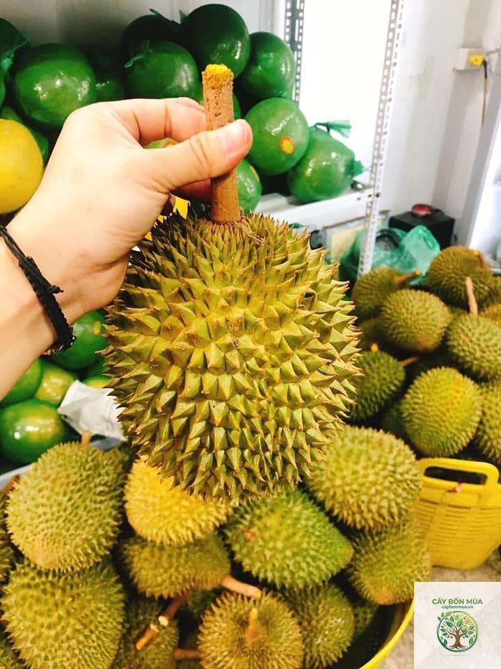 cây sầu riêng Puangmanee - Image 2
