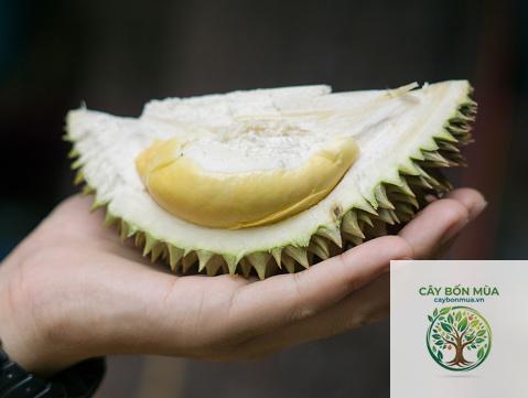 cây sầu riêng Puangmanee - Image 3