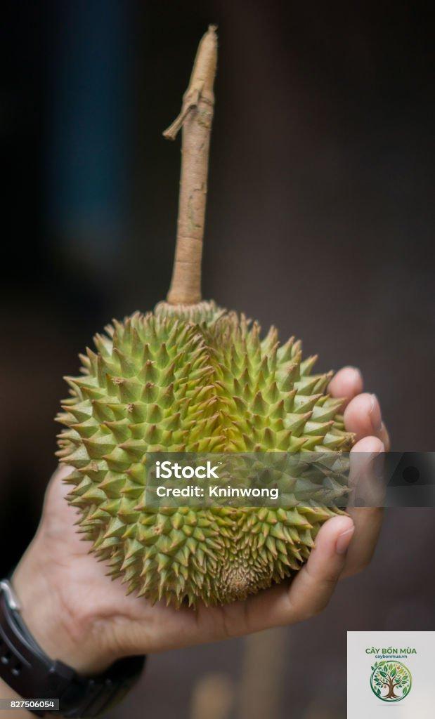 cây sầu riêng Puangmanee