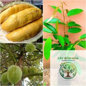 cây sầu riêng Ri6