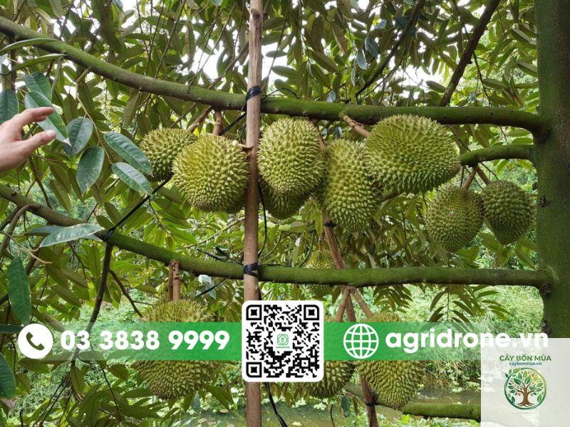 cây sầu riêng Ri6 - Image 3