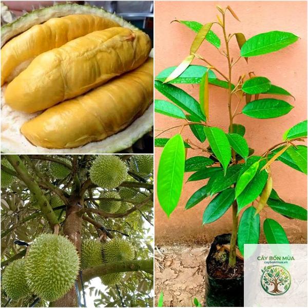 cây sầu riêng Ri6