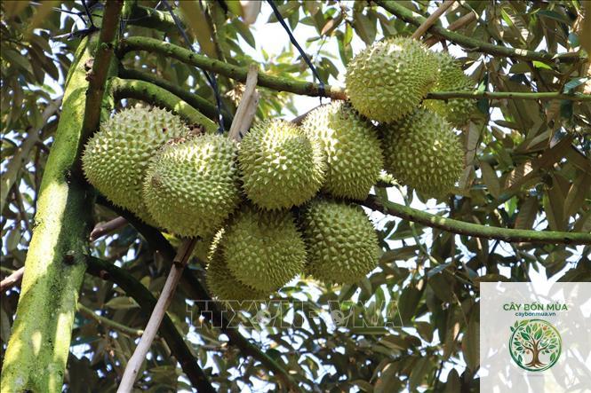 cây sầu riêng Tekka
