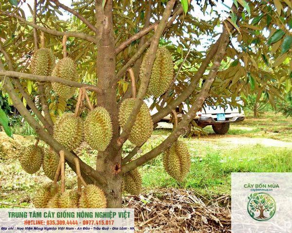 cây sầu riêng Thái