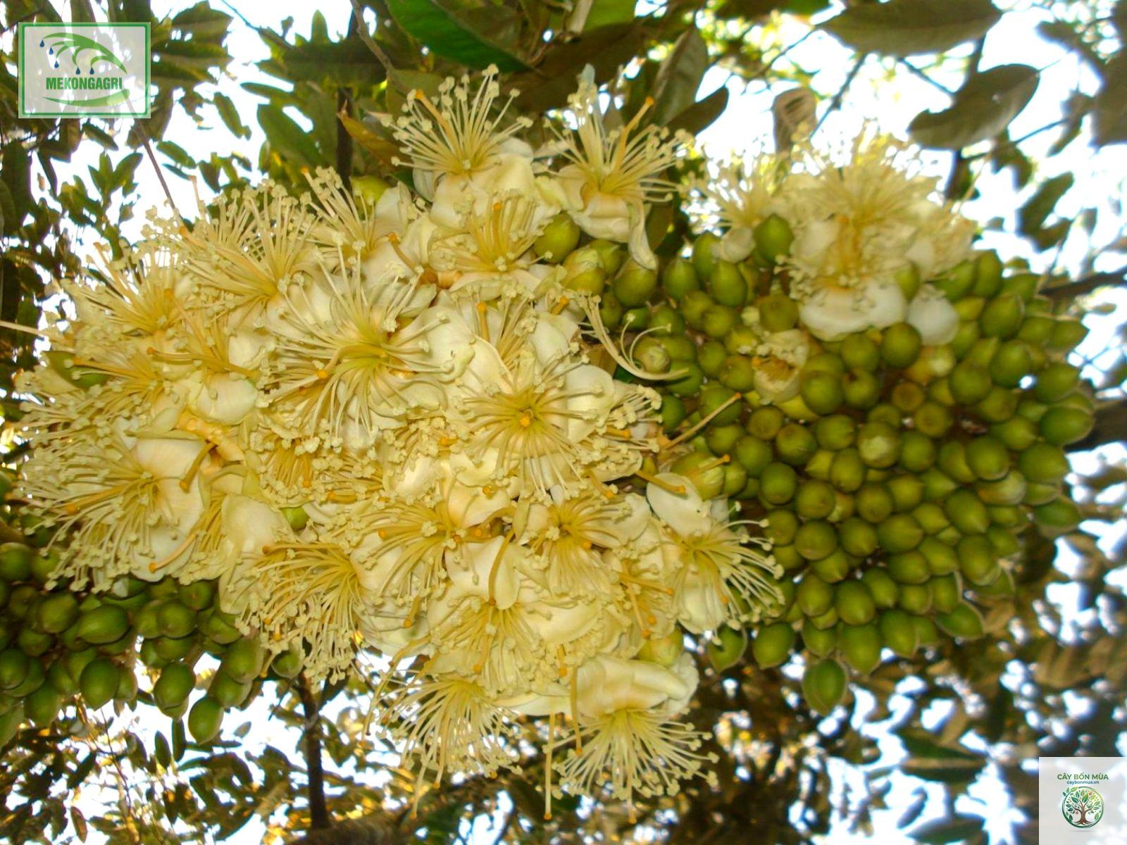 cây sầu riêng XO - Image 3
