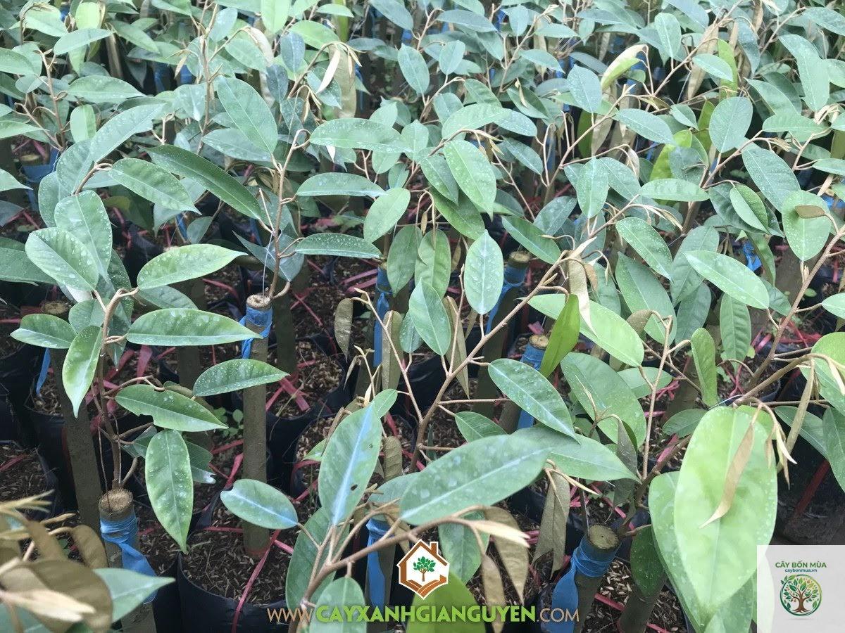 cây sầu riêng chuồng bò - Image 2