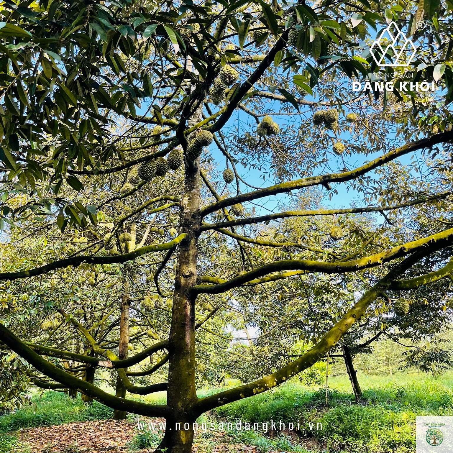 cây sầu riêng chuồng bò - Image 3