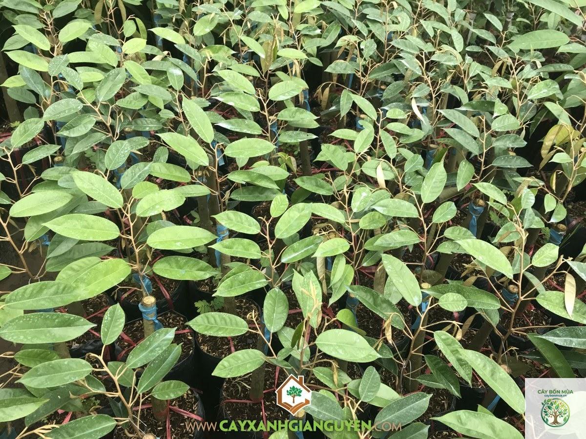 cây sầu riêng chuồng bò - Image 4