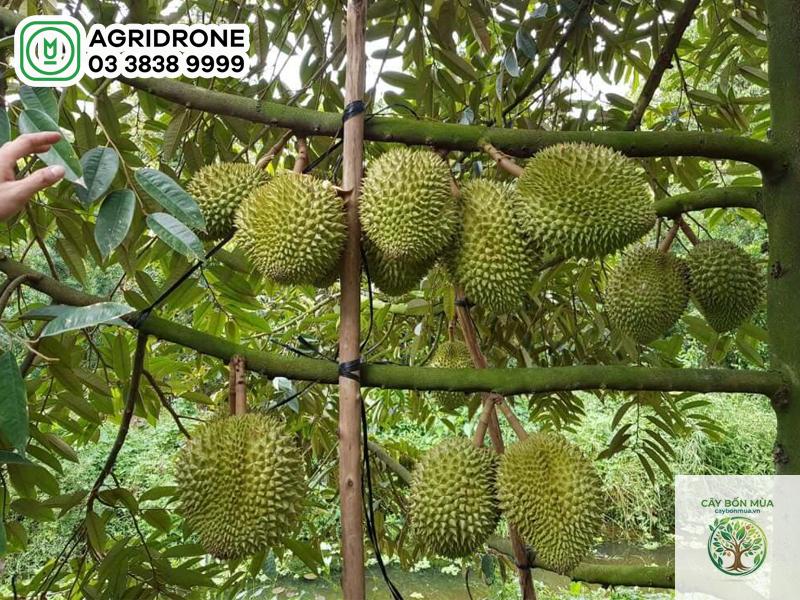 cây sầu riêng chuồng bò