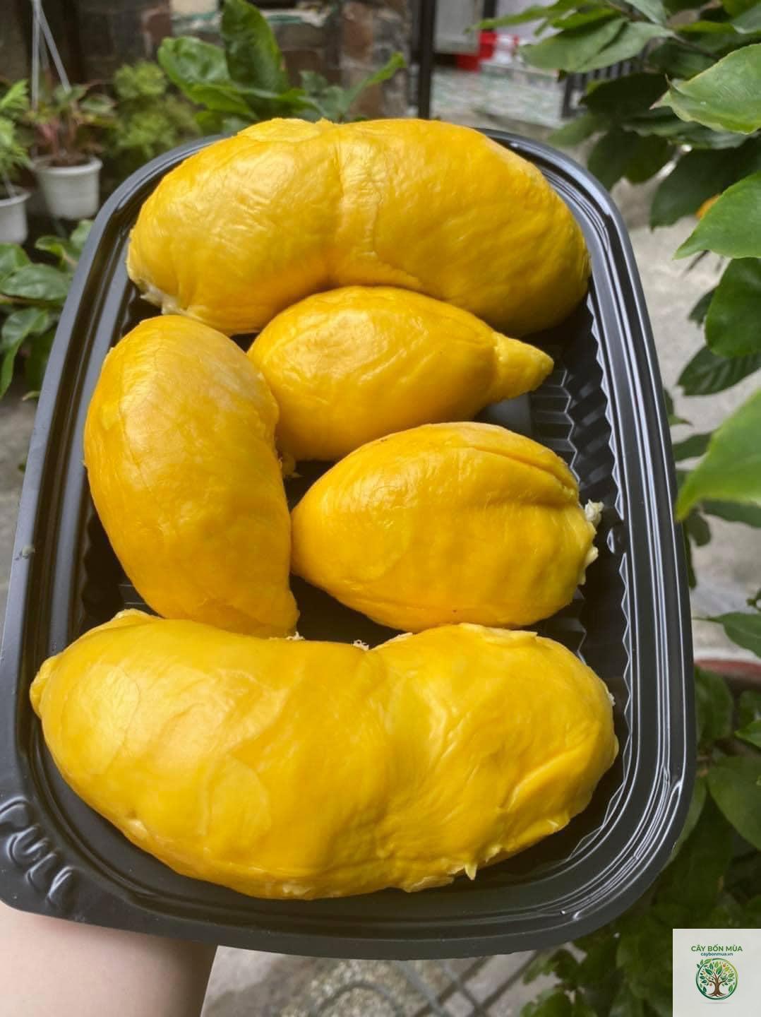 cây sầu riêng cơm vàng - Image 2