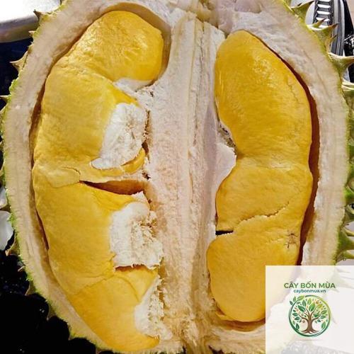 cây sầu riêng cơm vàng - Image 4