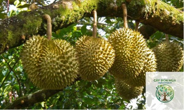 cây sầu riêng cơm vàng - Image 5