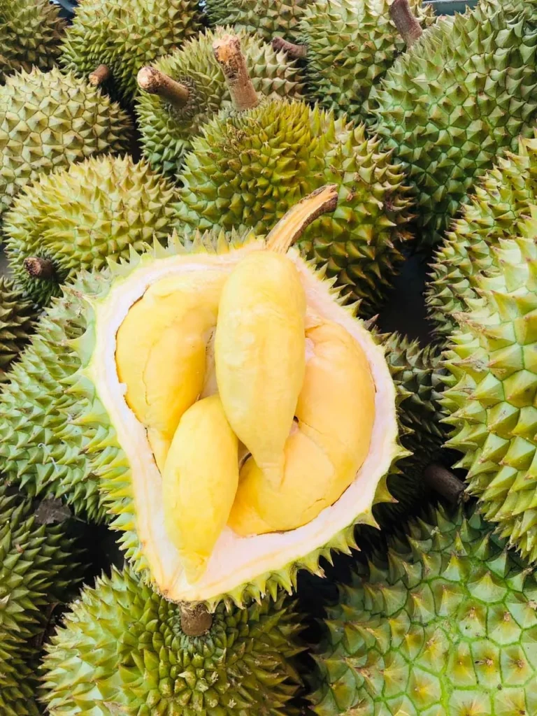 cây sầu riêng cơm vàng