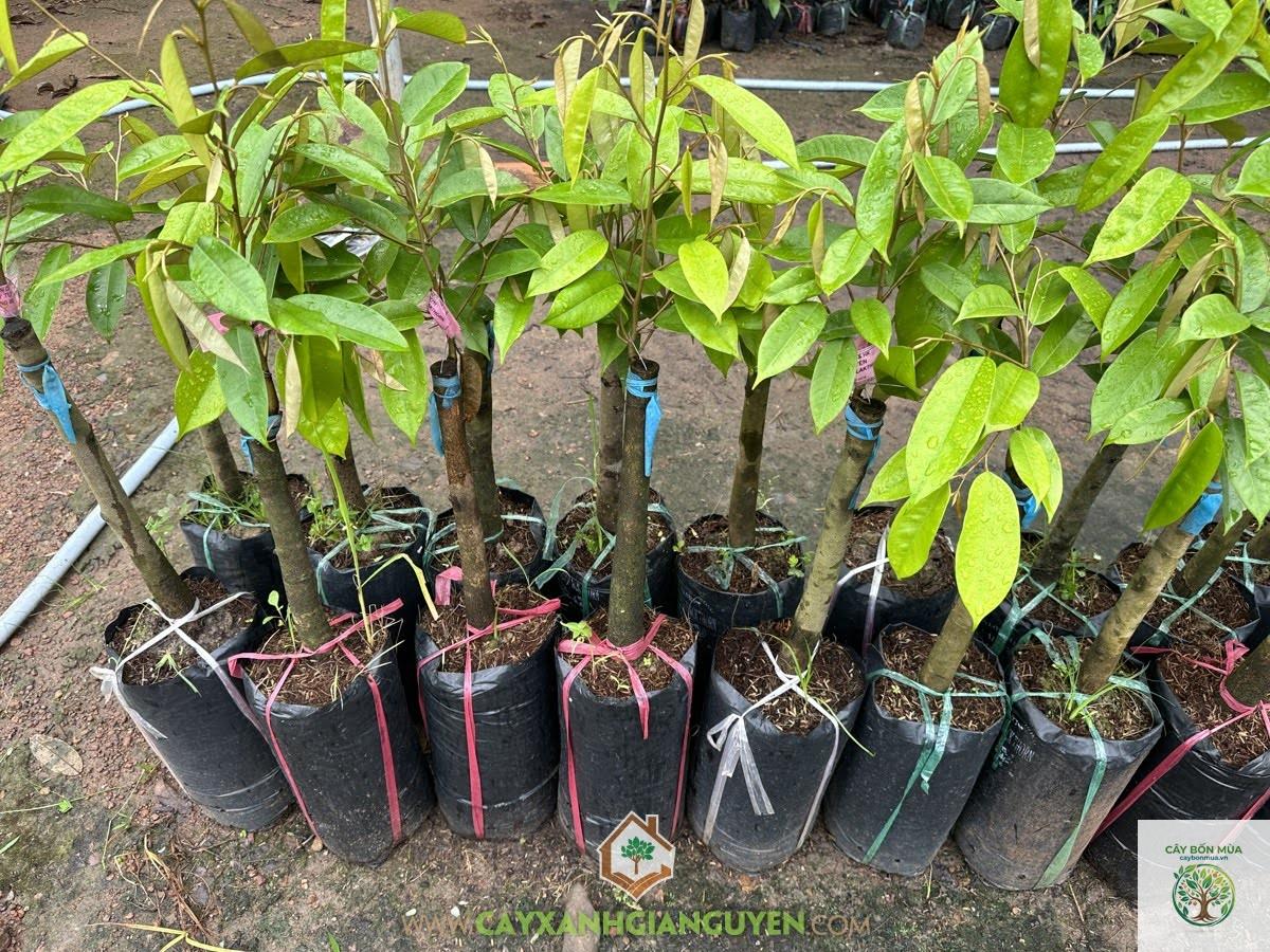 cây sầu riêng đen - Image 2