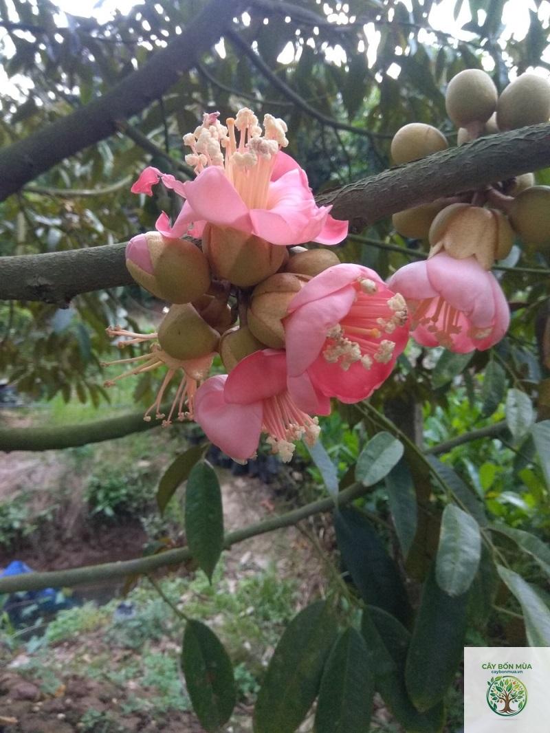 cây sầu riêng ruột đỏ - Image 2