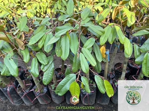 cây sầu riêng ruột đỏ - Image 3