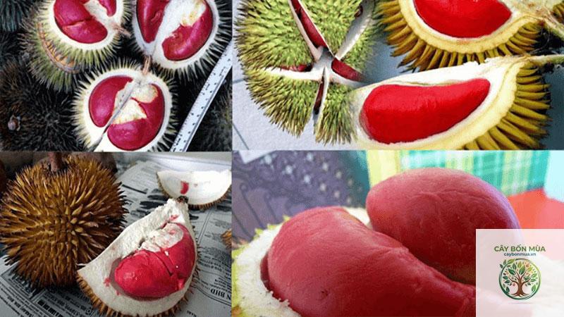 cây sầu riêng ruột đỏ - Image 4