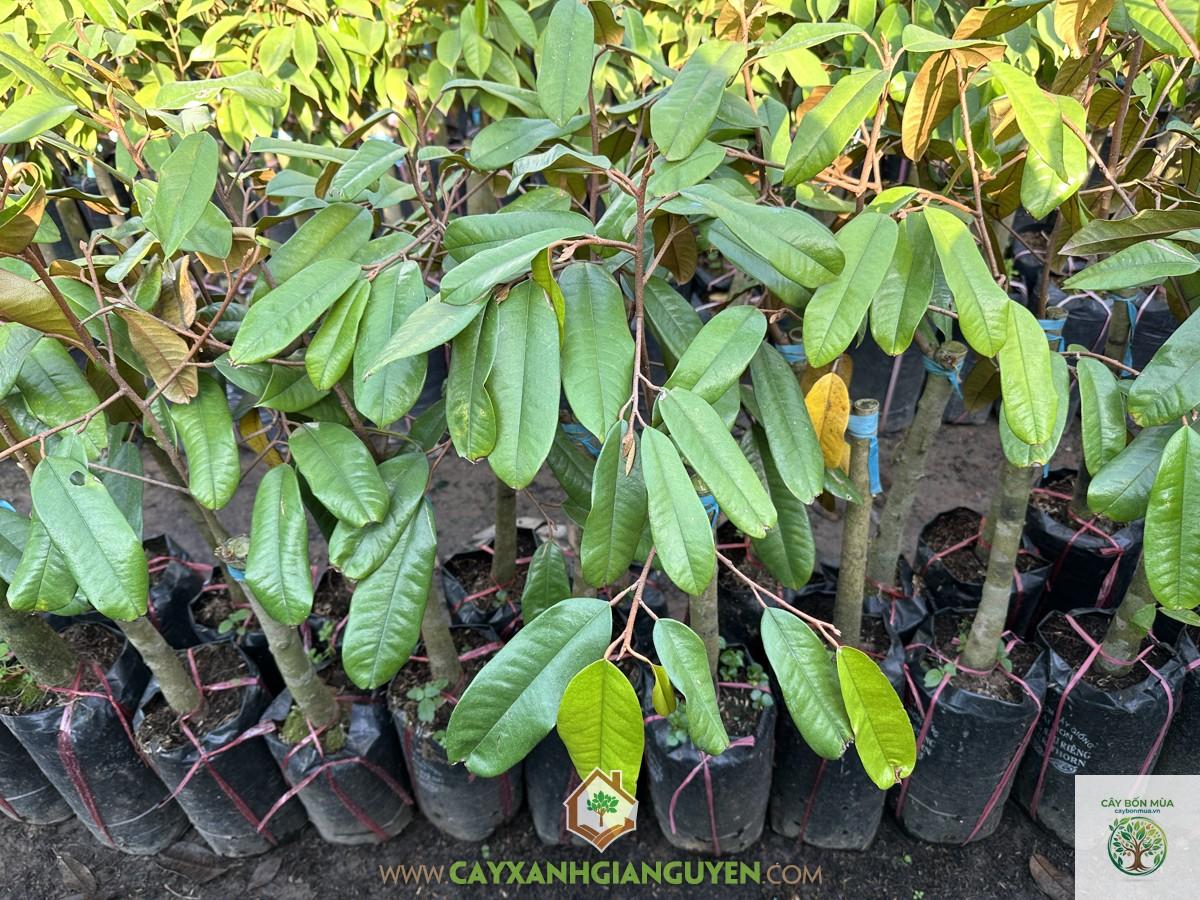 cây sầu riêng ruột vàng - Image 2
