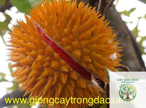 cây sầu riêng ruột vàng - Image 3