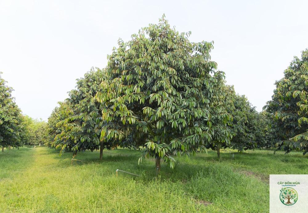 cây sầu riêng