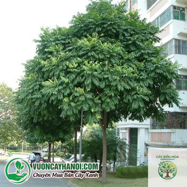 cây sấu - Image 1