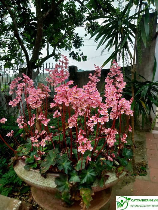 cây sen cạn - Image 5