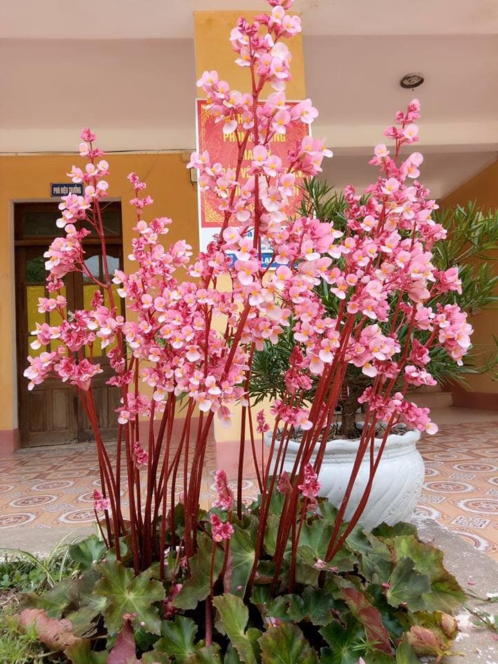 cây sen cạn