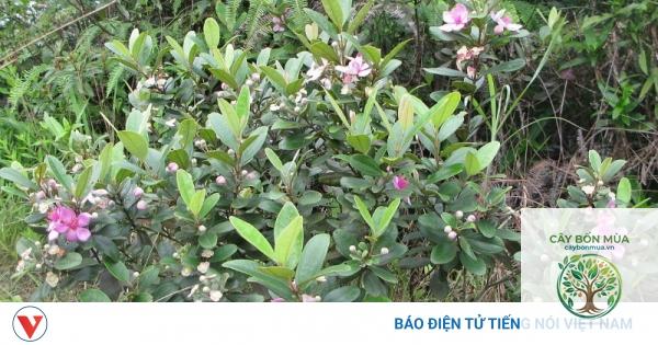 cây sim Malaysia - Image 3