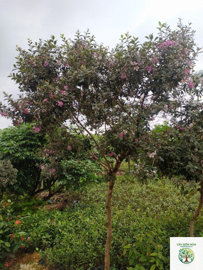 cây sim đỏ