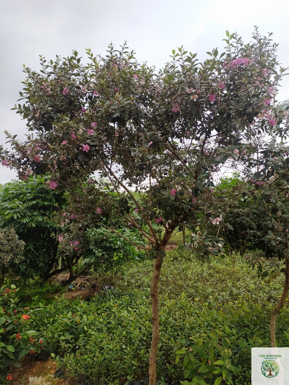 cây sim đỏ - Image 1