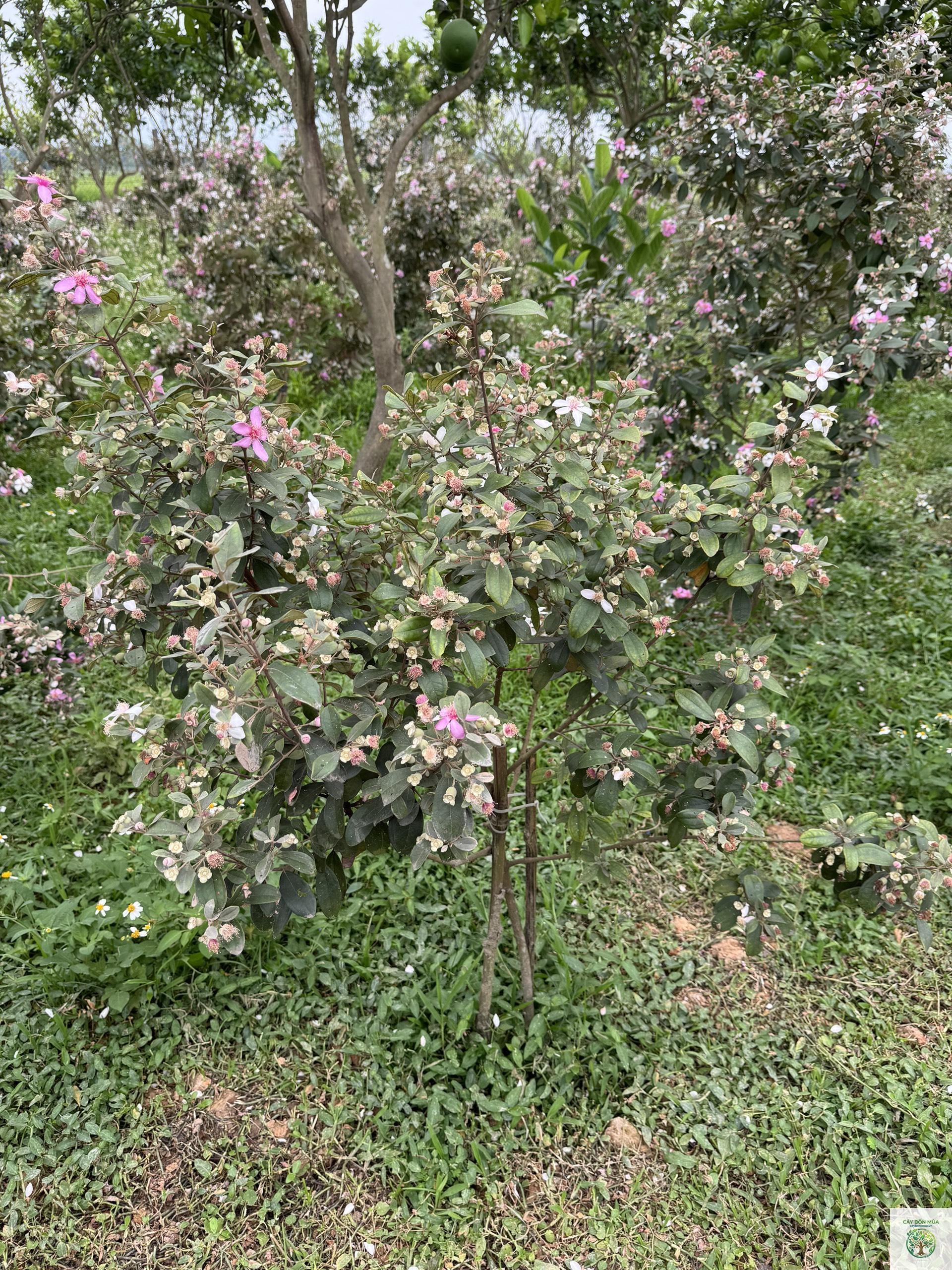cây sim rừng - Image 5