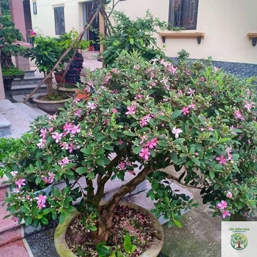 cây sim rừng