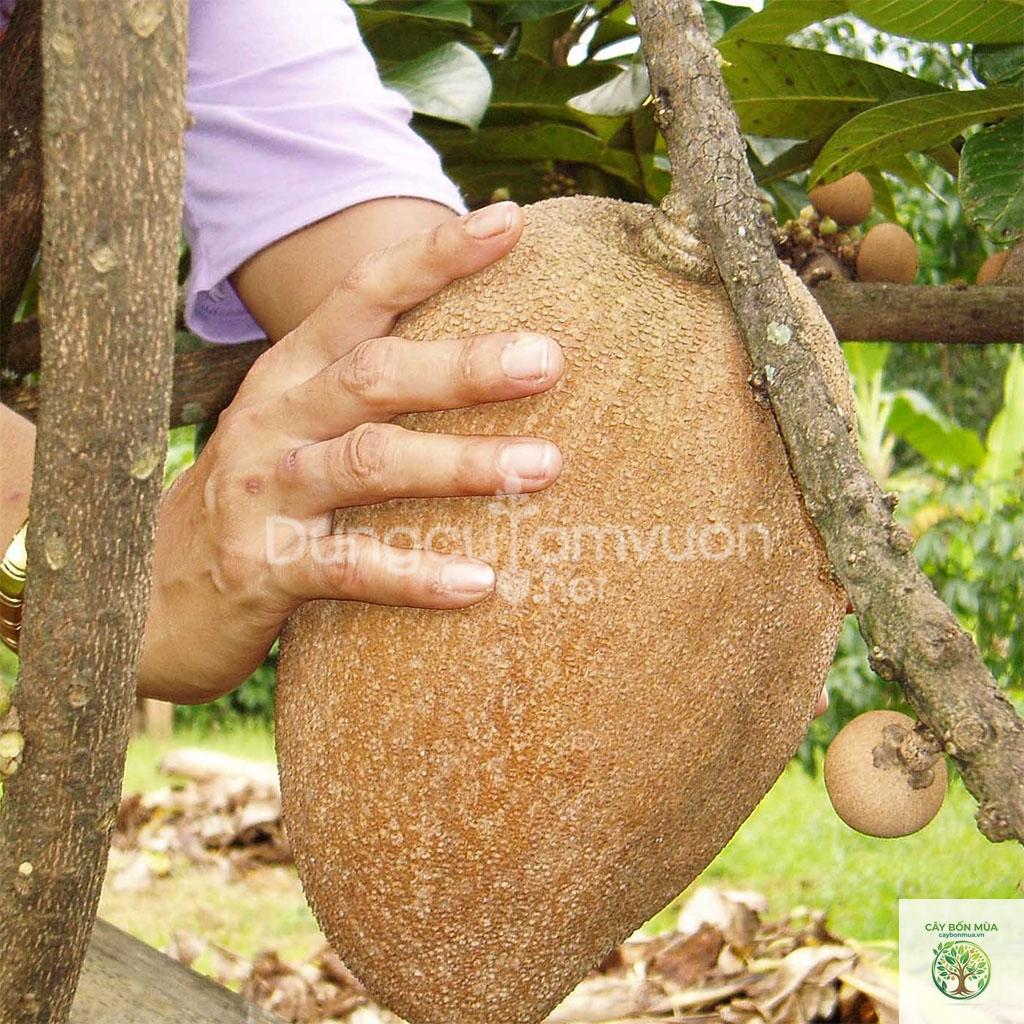 cây sim ruột đỏ - Image 3