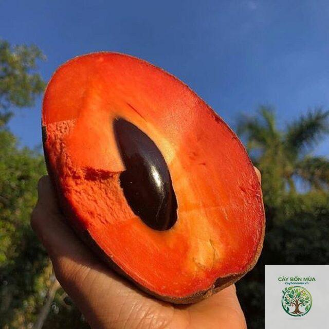 cây sim ruột đỏ