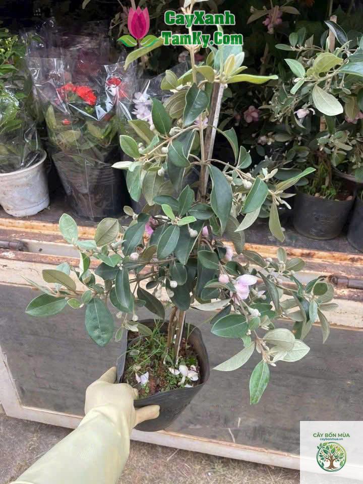 cây sim ruột trắng - Image 2