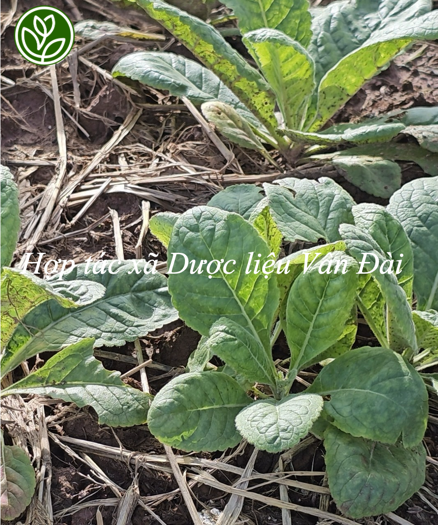 cây sinh địa - Image 4