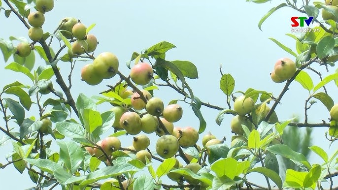 cây sơn tra - Image 3
