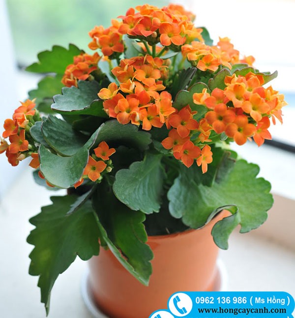 cây sống đời
