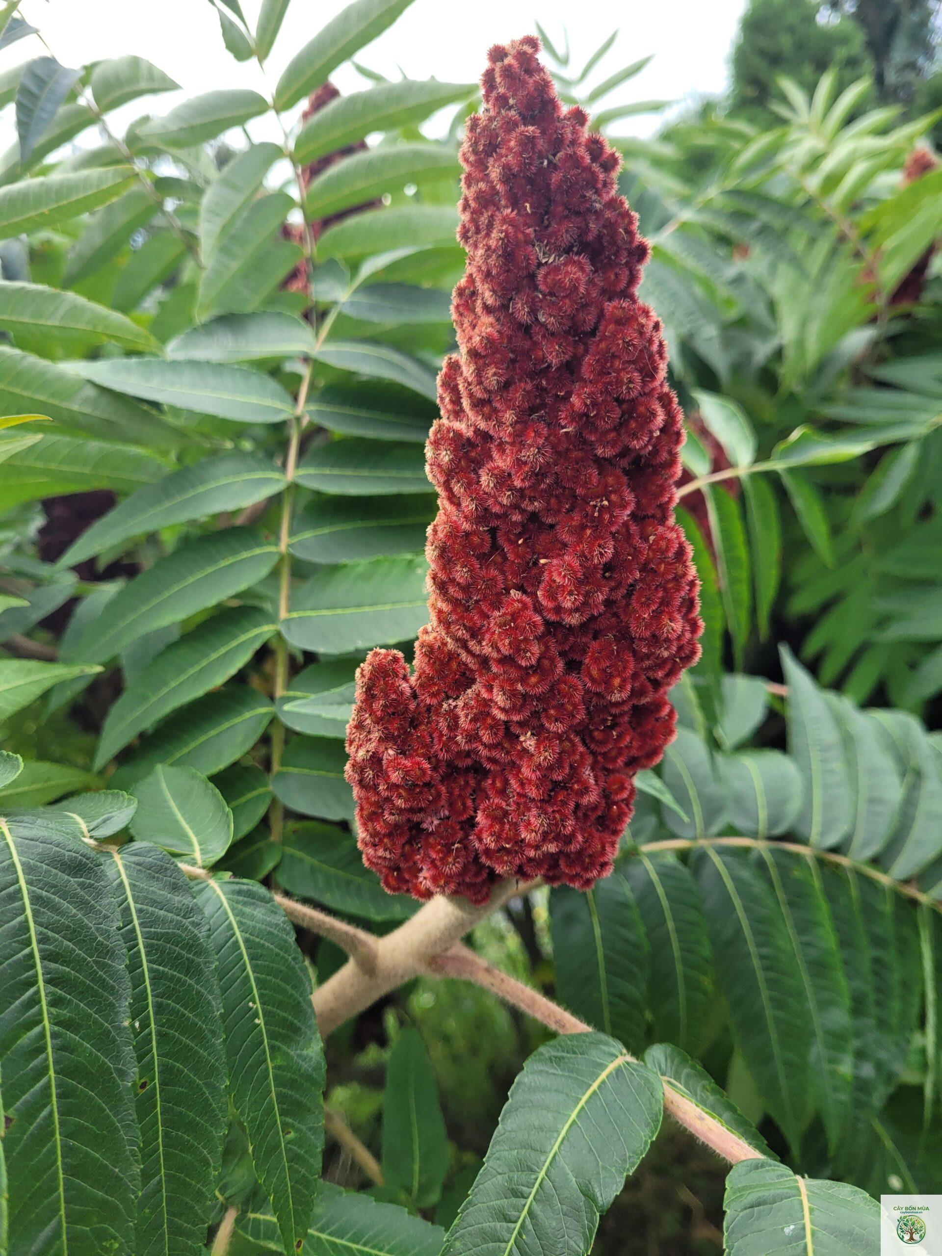 cây sumac - Image 2