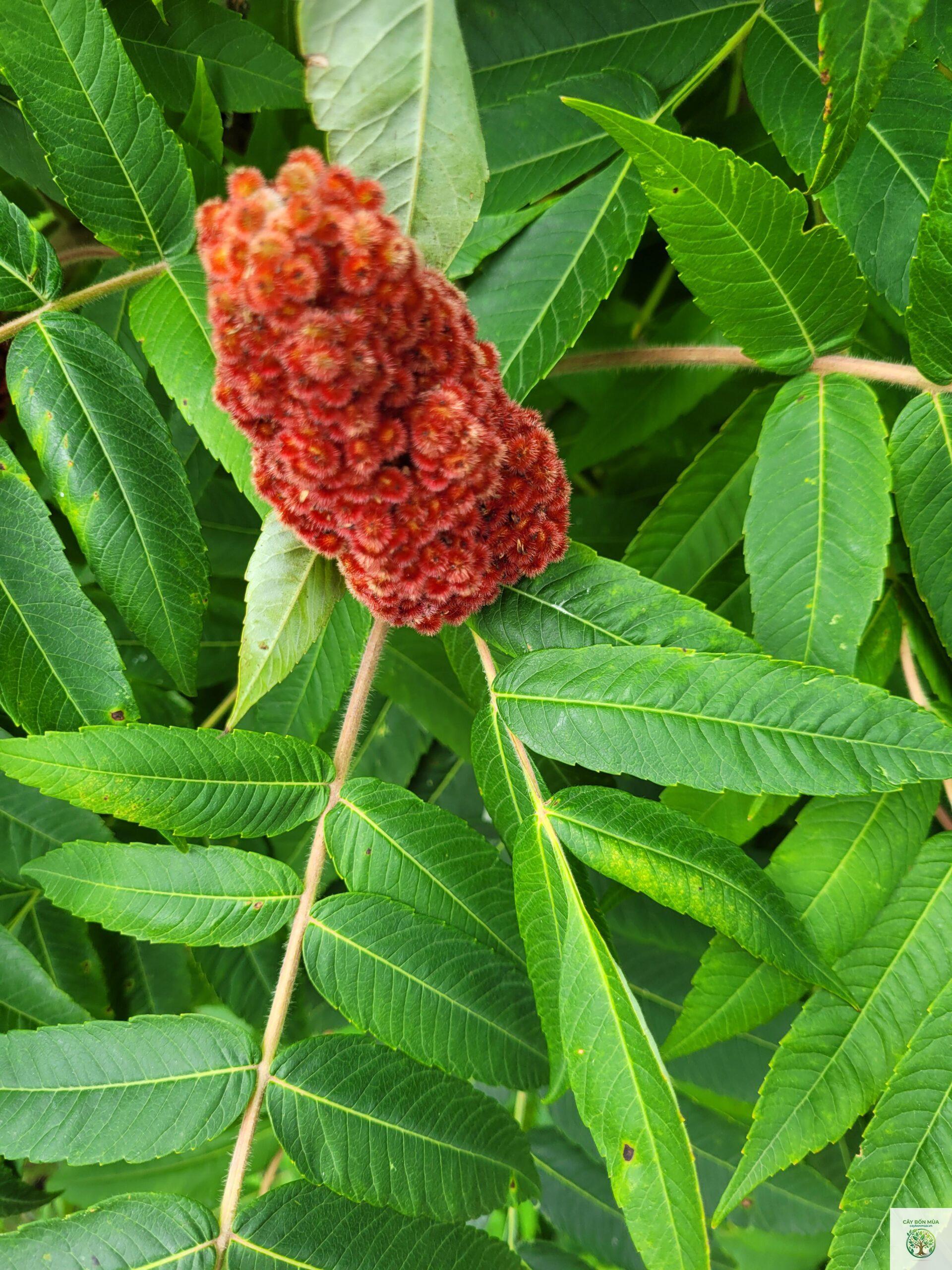 cây sumac - Image 4