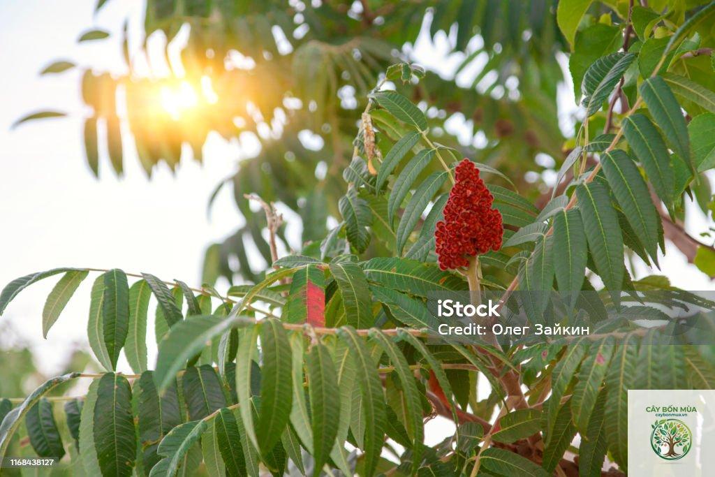 cây sumac Sicily - Image 2