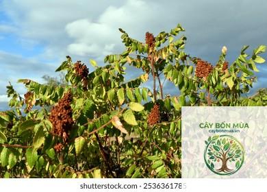 cây sumac Sicily - Image 3