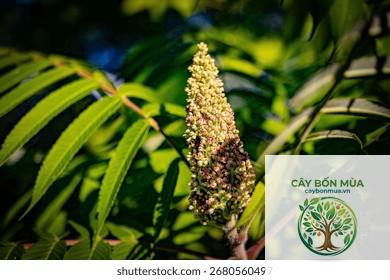 cây sumac Sicily - Image 1