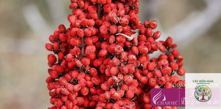 cây sumac đỏ - Image 1