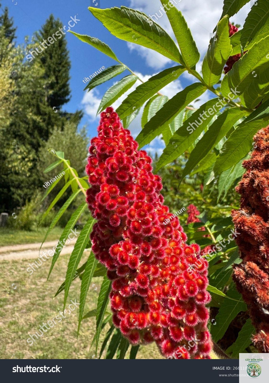 cây sumac đỏ - Image 3