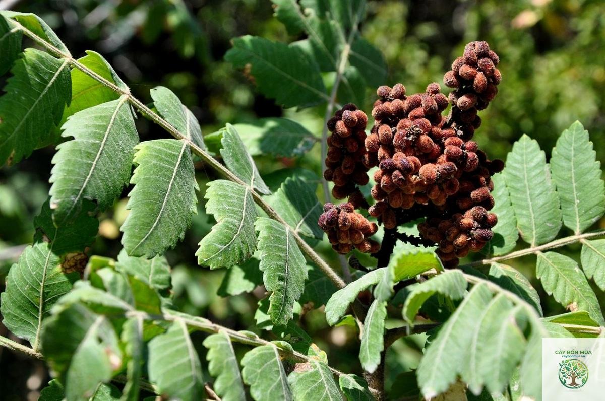 cây sumac thơm - Image 2