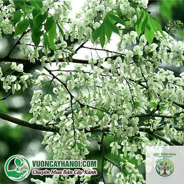 cây sumac trắng - Image 2