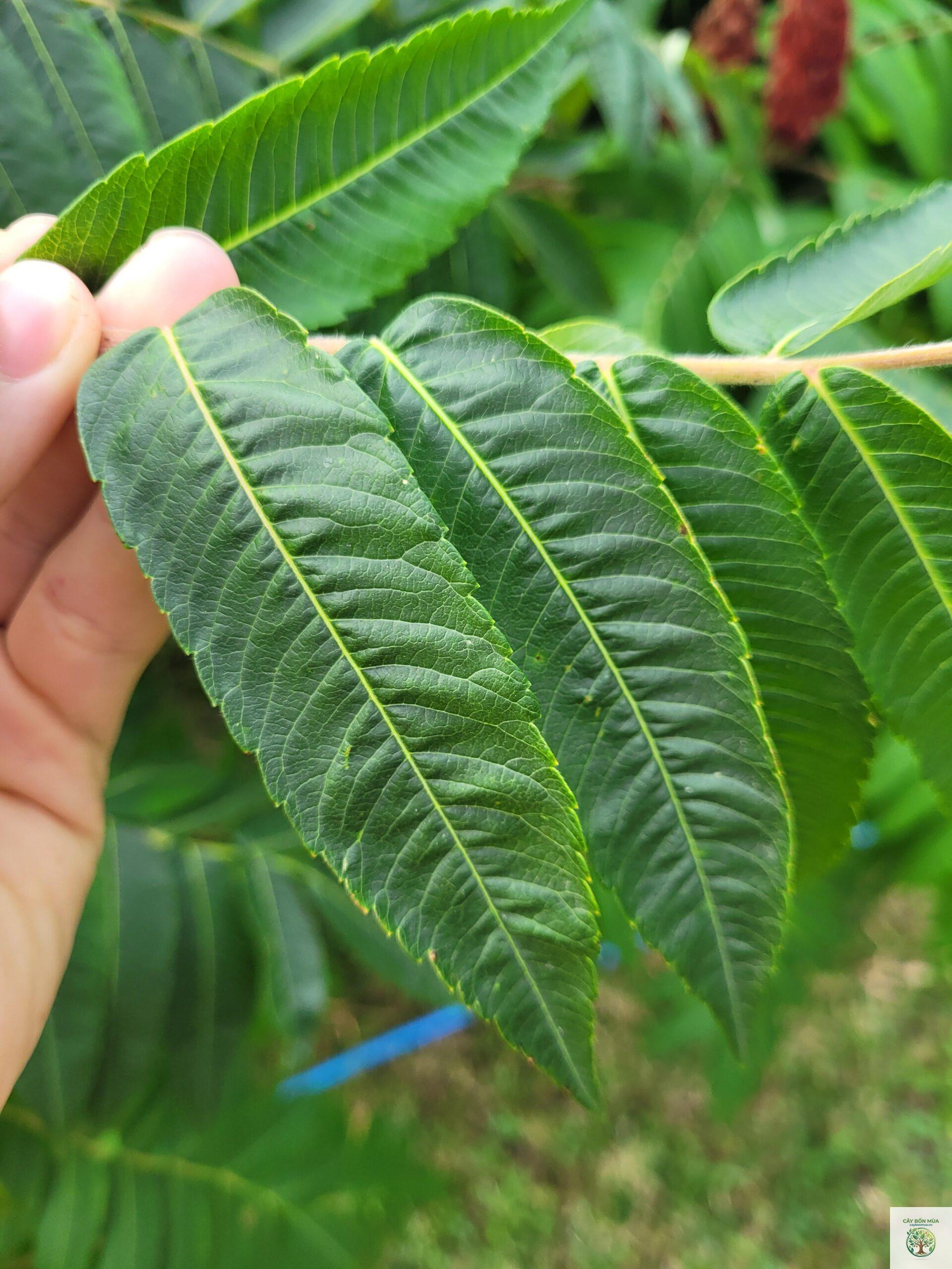 cây sumac trắng - Image 3