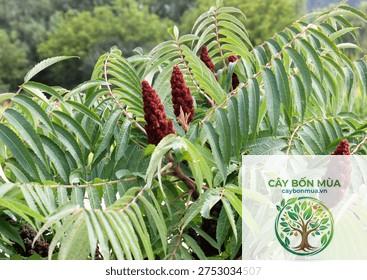 cây sumac trắng - Image 1