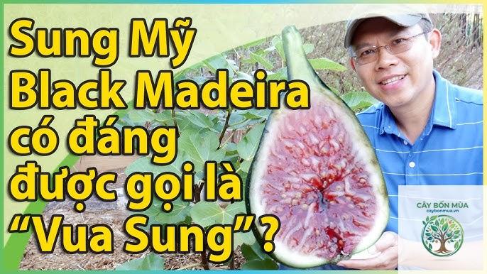 cây sung Black Mission - Image 4